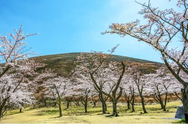 3月イベント情報｜亀の井ホテル伊豆高原