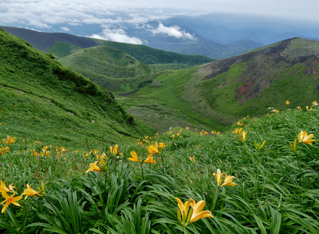 高山植物2