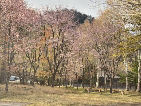 オオヤマザクラの開花!!
