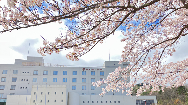 ホテルの桜