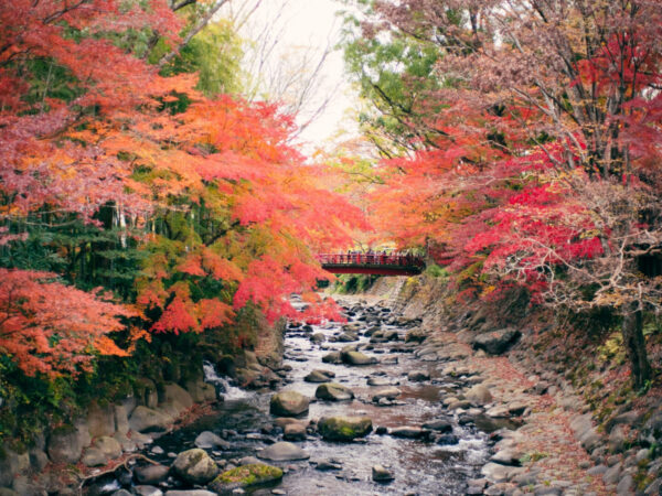 伊豆紅葉之旅