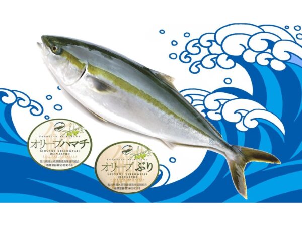 올리브하마치🐟
