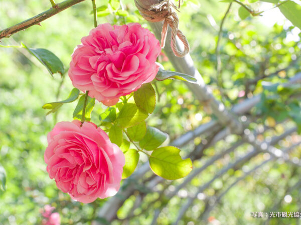 「秋のばらウィーク」開催