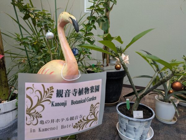 観音寺植物楽園　2025－2026 Winter