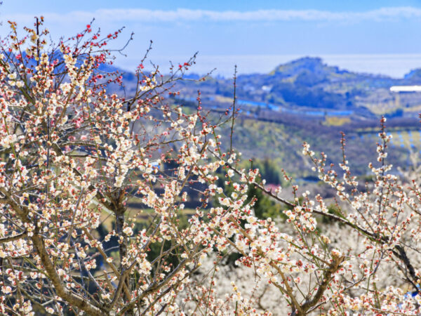 いよいよ開園！「南部梅林」2026年1月31日～3月1日