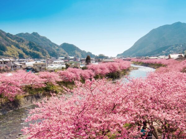 一足はやい伊豆半島の春を感じる伊豆高原の桜めぐり。