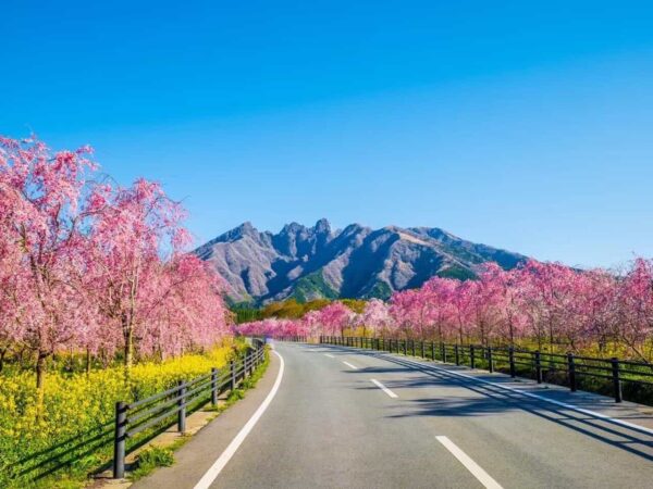 おすすめ観光スポット【サクラミチ】