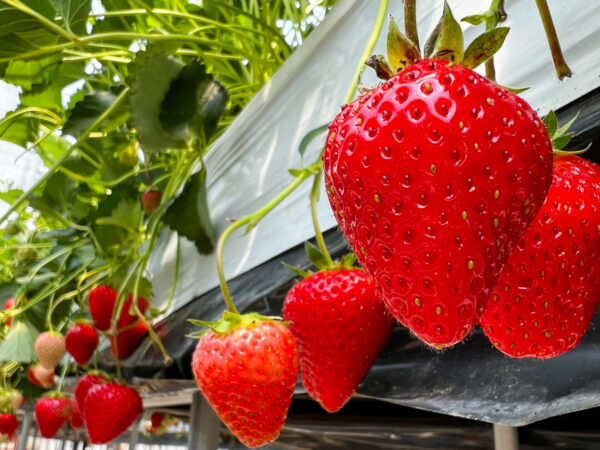 🍓いちご狩り体験のごあんない🍓