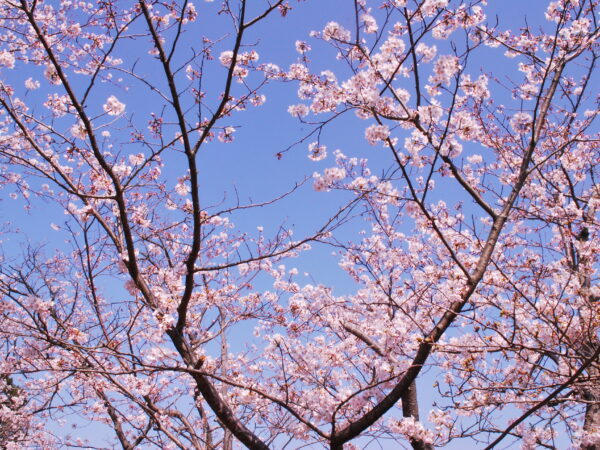 平草原公園で桜まつり開催！