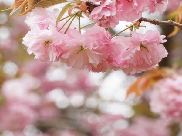 春のおすすめスポット「水郷潮来桜まつり」