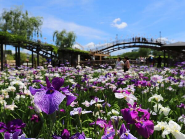 春のおすすめ「水郷潮来あやめまつり」