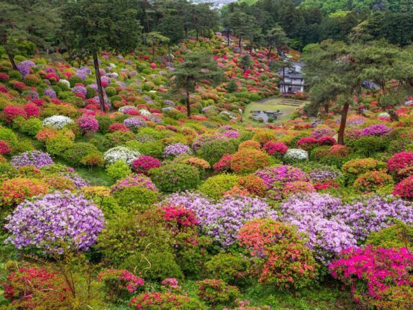 「花と歴史の寺／塩船観音寺」つつじまつり