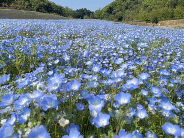 志摩市観光農園（ネモフィラ・芝桜）