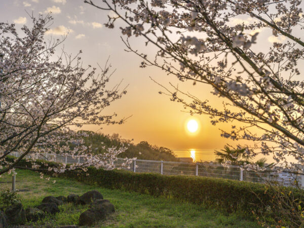 亀の井ホテル淡路島　桜の開花宣言！