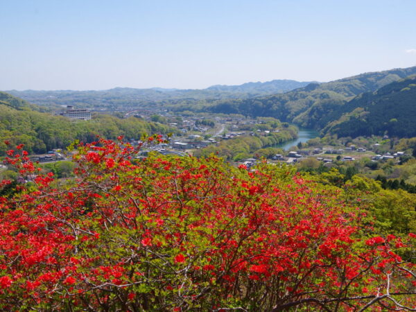 「金尾山」つつじ祭り