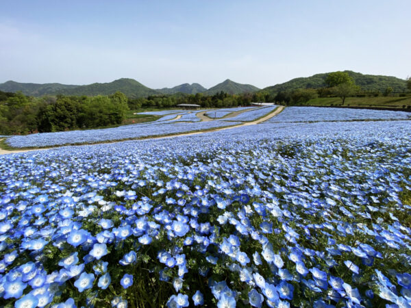 春らんまんフェスタ2026～国営讃岐まんのう公園～
