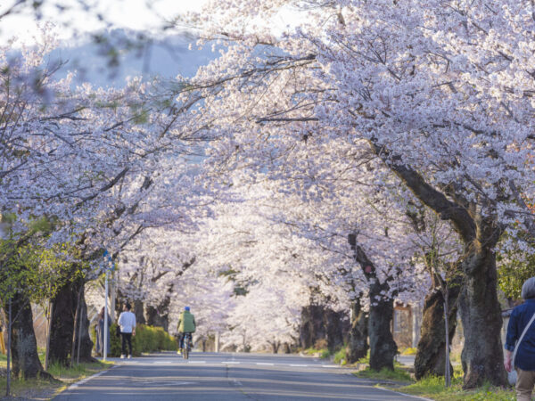 日本さくら名所100選「長瀞の桜」開花が待ち遠しい！