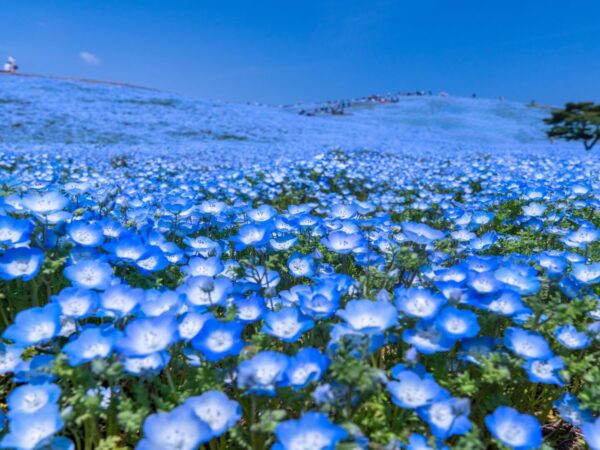 春のおすすめスポット「ひたち海浜公園ネモフィラ」