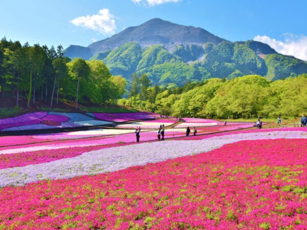 春のおすすめスポットをご紹介！