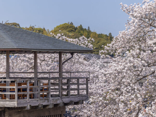 まもなく開催予定！「五十鈴川桜まつり」