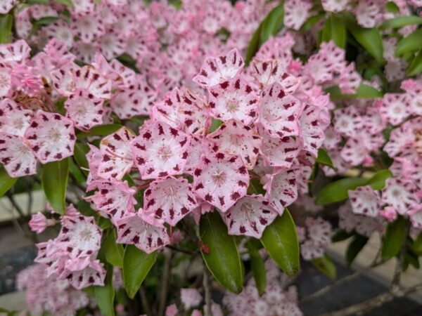 Michinoku Hydrangea Garden Flower Festival 2026