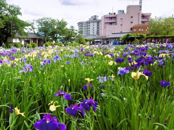 第75回【水郷潮来あやめまつり】開催中