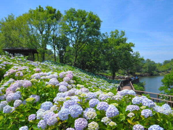 あじさいまつり～国営讃岐まんのう公園～