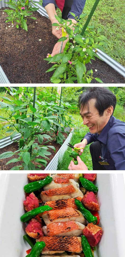 シシトウ