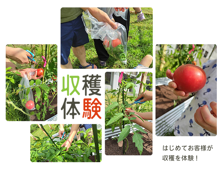 収穫体験