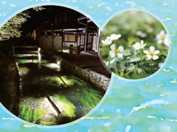 Water crowfoot light-up - Samegai, Maibara City (Jizo River) -