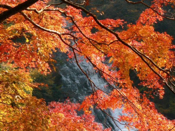 【周辺観光】関東で一番遅い紅葉を満喫！亀の井ホテル 鴨川から巡る秋の房総紅葉スポット
