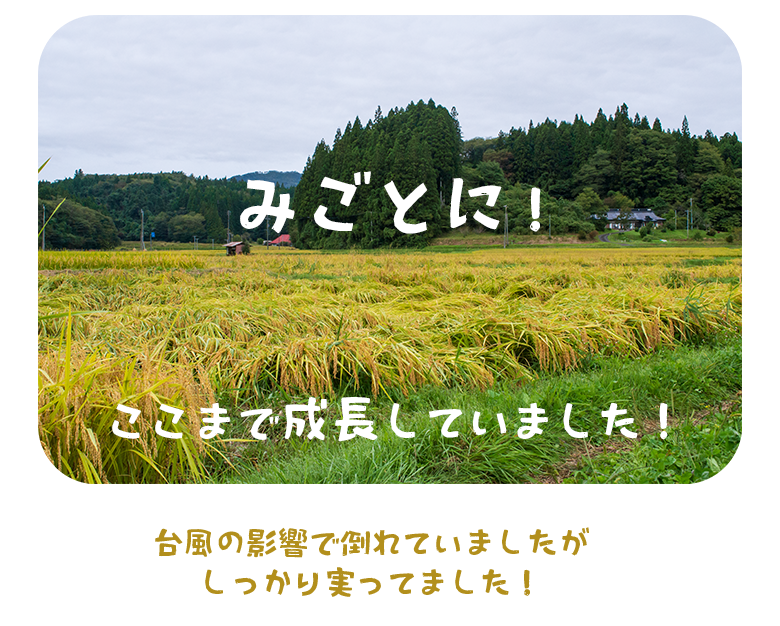 Rice harvesting