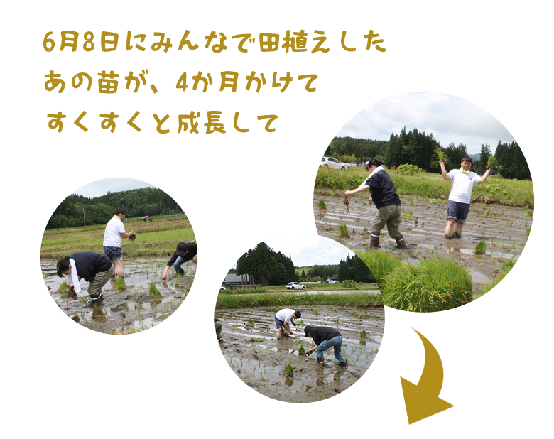 rice planting