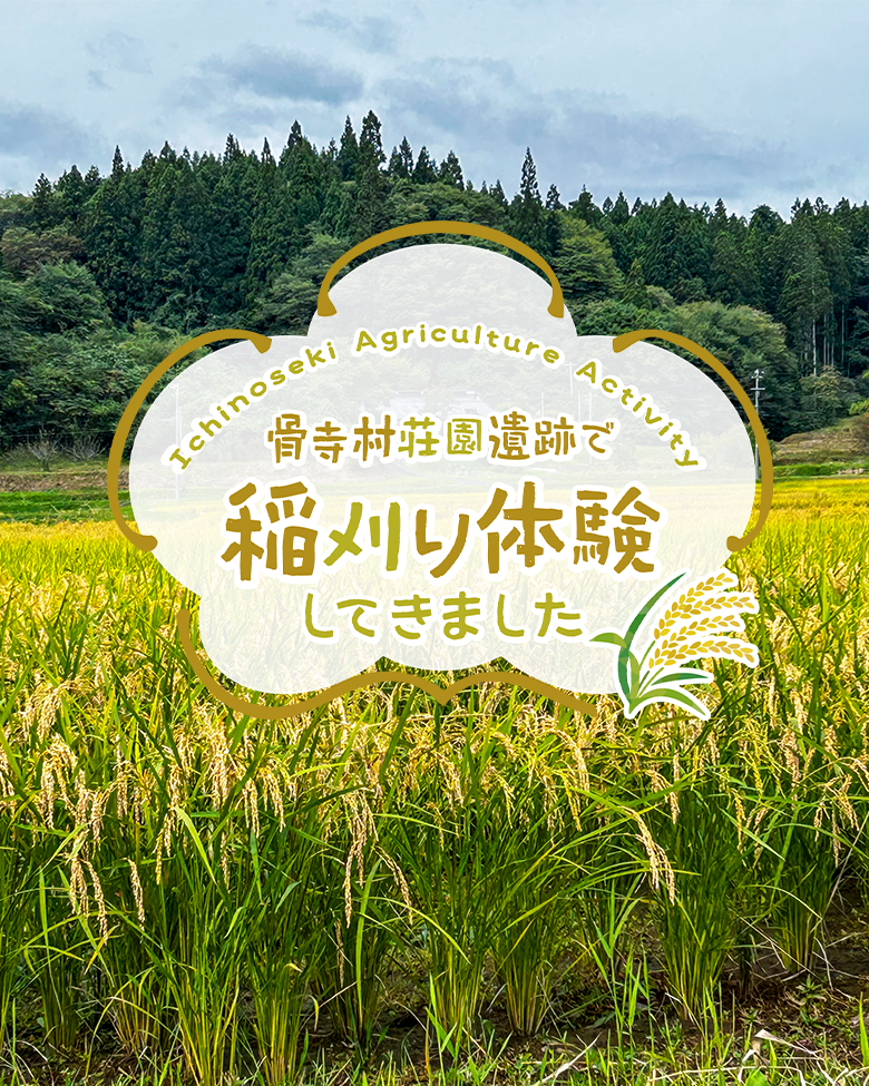 I harvested rice.