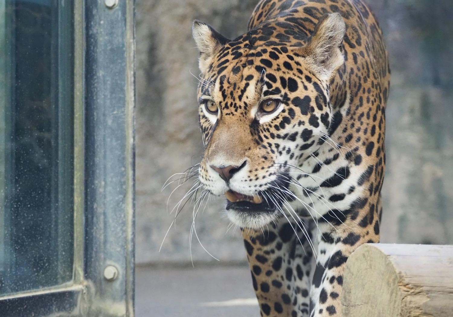 日本平動物園