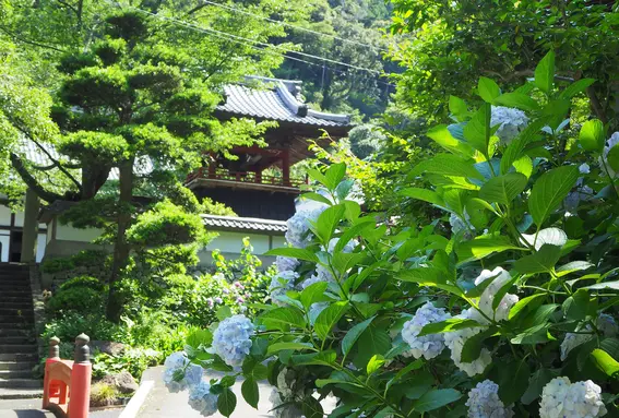 林叟院