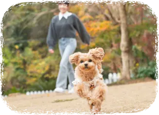 リブランドオープン わんわんパラダイス奈良生駒