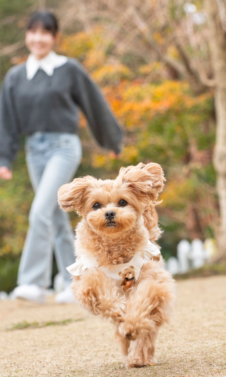 ワンちゃんの宿